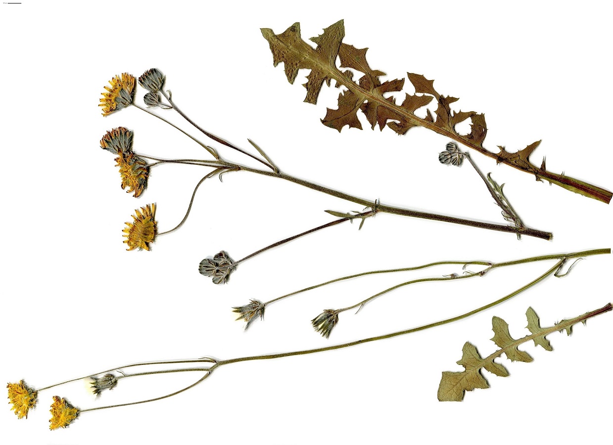 Crepis vesicaria subsp. taraxacifolia (Asteraceae)